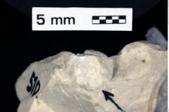 Foto (Detailansicht) von Gastrosacus torosus (Robins, Feldmann & Schweitzer, 2013) (NHMW-GEO-1990-0041-0510)